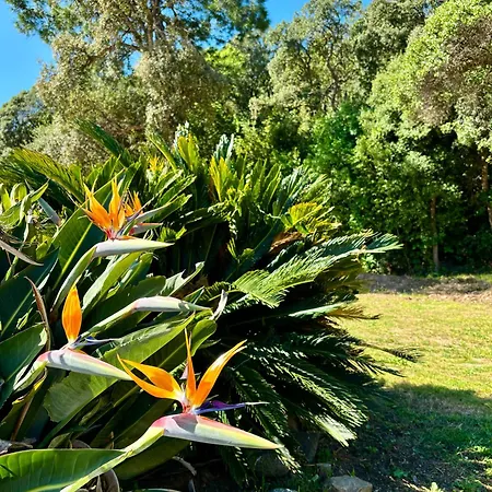 アパートホテル Canella 4*