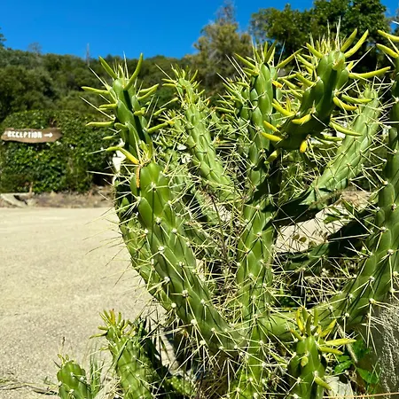 アパートホテル Canella サリ・ソランザラ