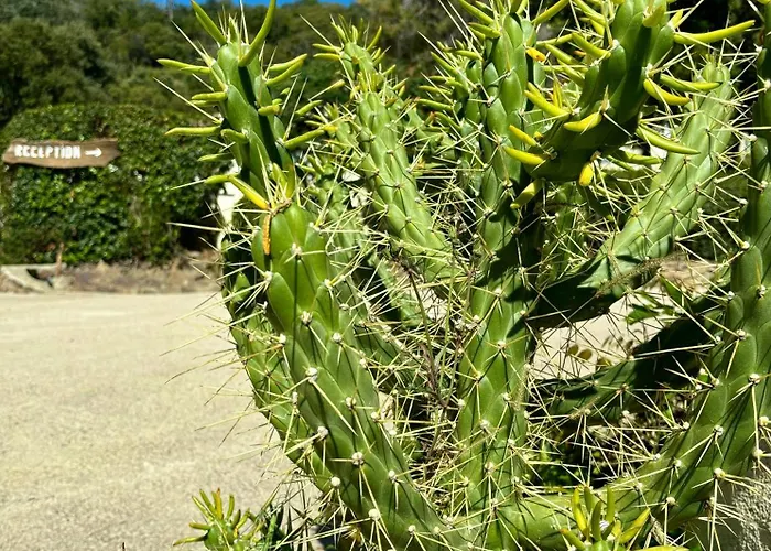 מלון דירות Canella סארי סולנזארה